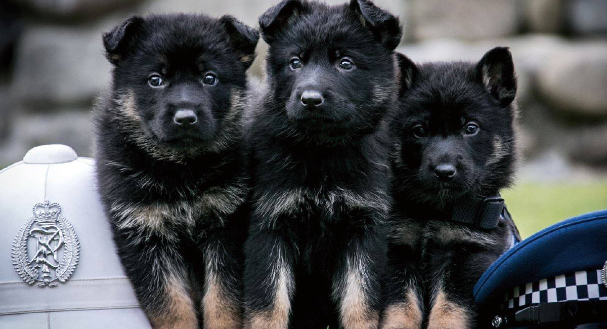 Police Dog Trust
