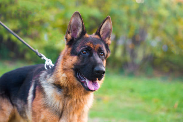 Police Dog Trust