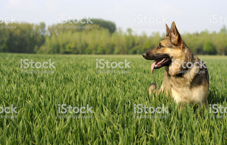 Police Dog Trust