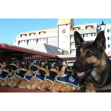 Load image into Gallery viewer, Dante - Police  Graduation Dog
